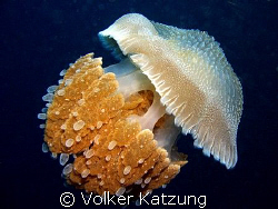 Jellyfish by Volker Katzung 